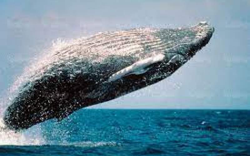 استقبال جالب نهنگ غول‌پیکر از گردشگران