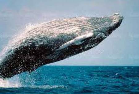 استقبال جالب نهنگ غول‌پیکر از گردشگران