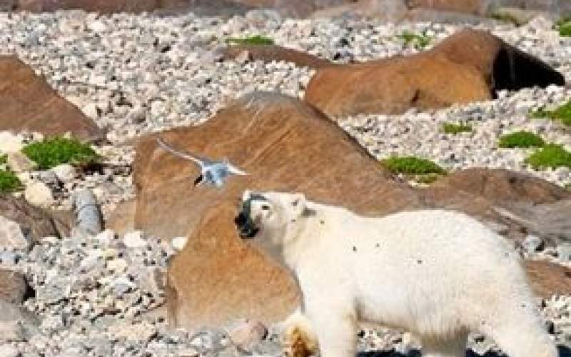 لحظه بالا رفتن خرس قطبی ازصخره‌ها برای شکار