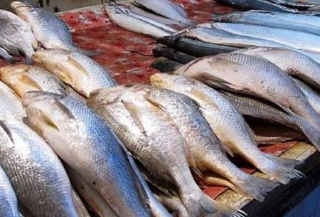 قیمت انواع ماهی در ۴ آبان ۱۴۰۱/جدول