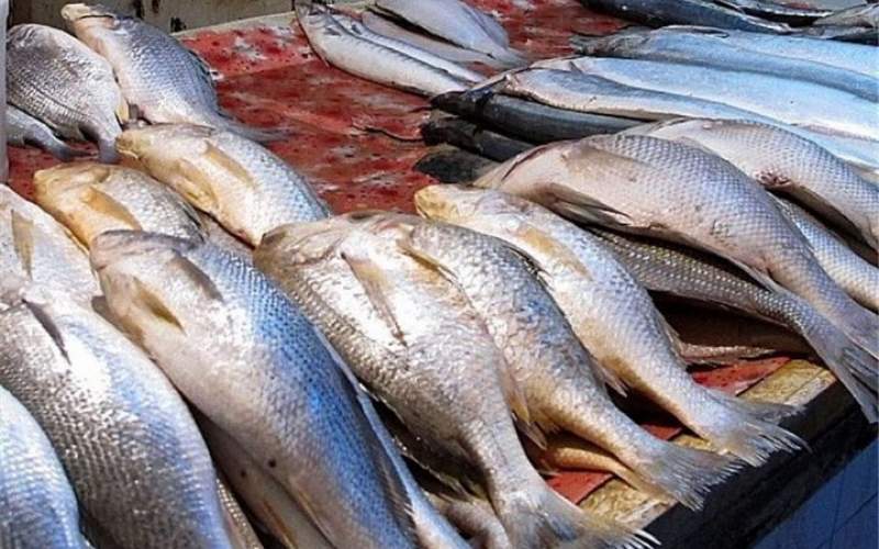 قیمت انواع ماهی در ۸ آبان ۱۴۰۱/جدول