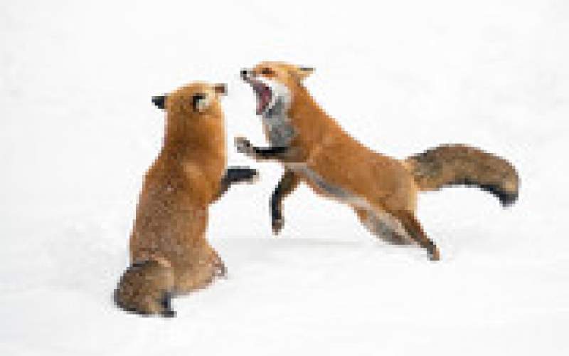 رجزخوانی دو روباه پیش از مبارزه تن‌به‌تن /فیلم