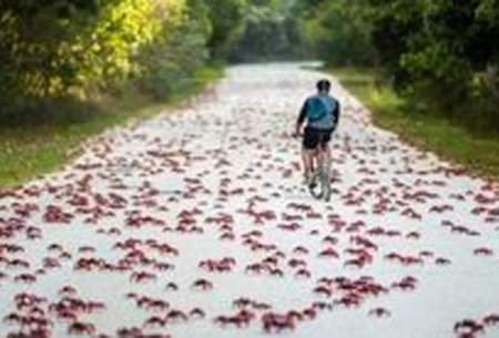 راهپیمایی میلیونی خرچنگ‌های قرمز /فیلم