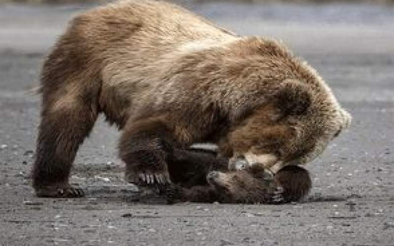 خشم خرس مادر از بازیگوشی فرزندش
