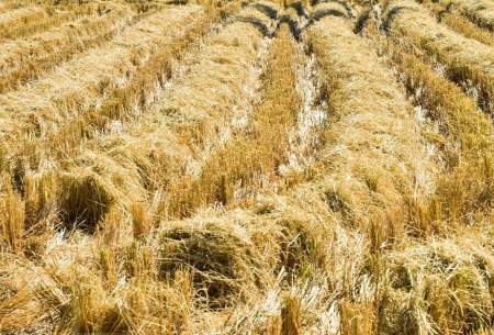 مزارع برنج در سیستان و بلوچستان  <img src="https://cdn.baharnews.ir/images/picture_icon.gif" width="16" height="13" border="0" align="top">
