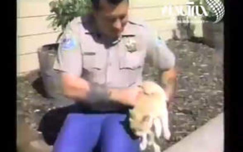 انتقام دردناک گربه عصبانی از یک پلیس حیوان‌آزار