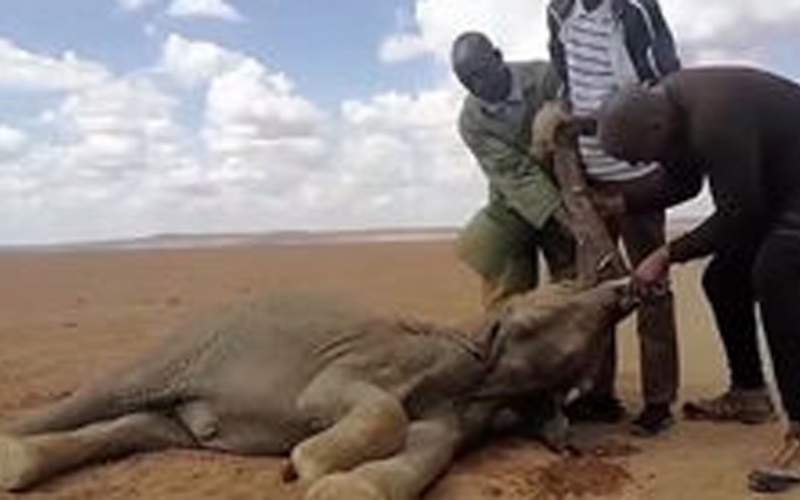 مرگ ۲۰۰ فیل بر اثر خشکسالی در کنیا/فیلم
