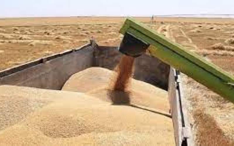 عراق ۱۵۰ هزار تُن گندم وارد می‌کند