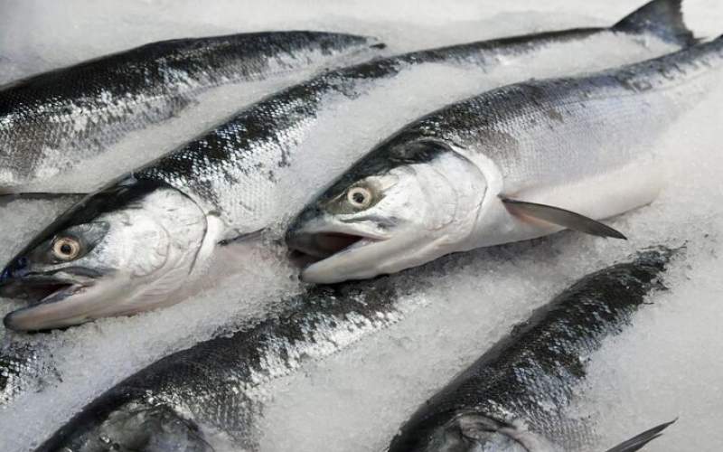 قیمت انواع ماهی در ۲۱ آبان ۱۴۰۱/جدول