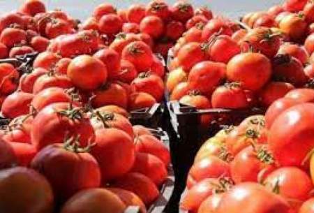 افزایش ۵۰ درصدی نرخ گوجه فرنگی