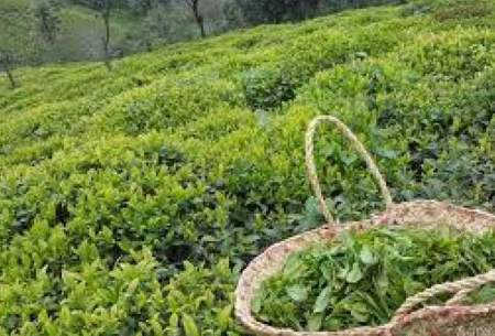 تولید بیش از ۲۶ هزار تن چای خشک در کشور