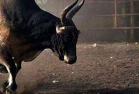 حمله ترسناک یک گاو به شهروندان در هندوستان