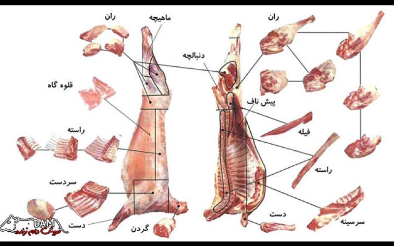 انواع قسمت‌های گوسفند زنده