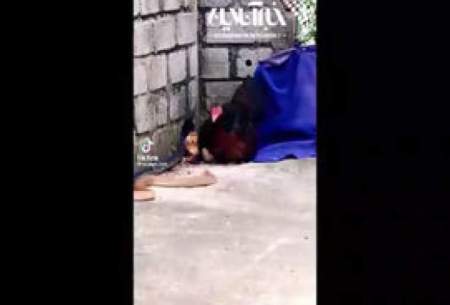 دفاع یک مرغ از فرزندانش در حمله یک مار گرسنه