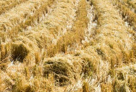مزارع برنج در شهرستان قصرقند  <img src="https://cdn.baharnews.ir/images/picture_icon.gif" width="16" height="13" border="0" align="top">