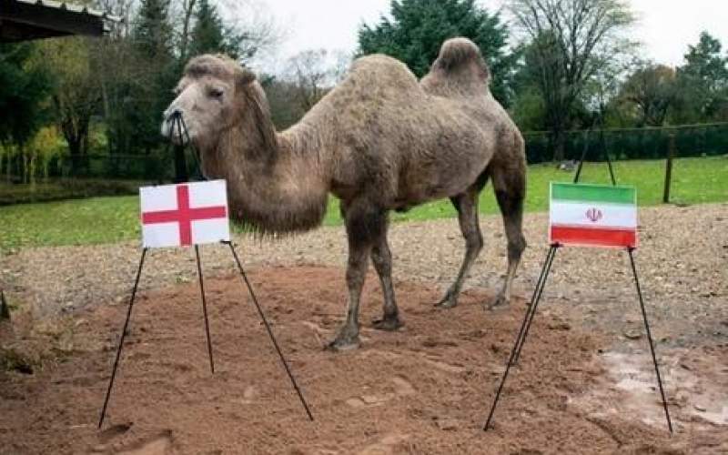 پیش بینی عجیب یک شتر از بازی ایران با انگلیس