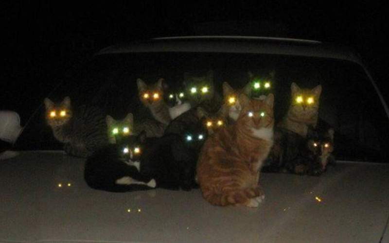ده‌ها گربه با چشمان درخشان در جده عربستان