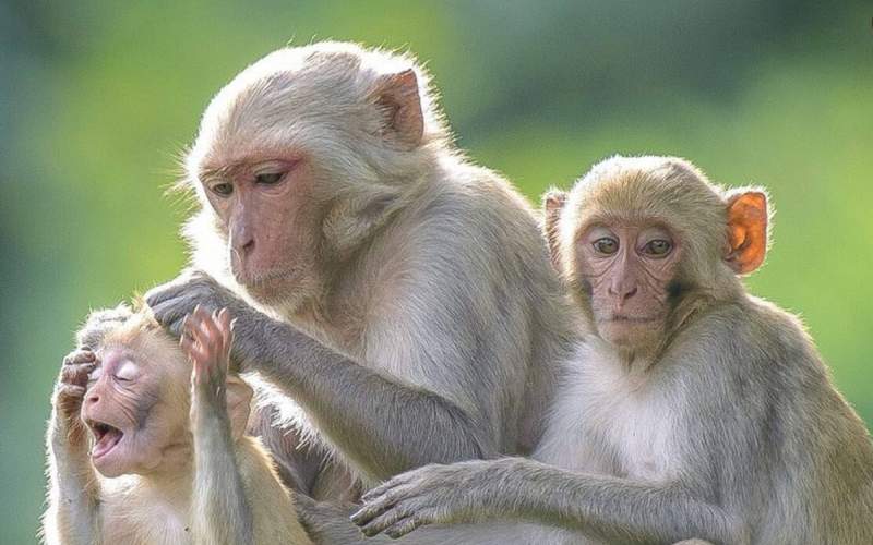 میمون شکم پرست به بچه خود خیار نداد!