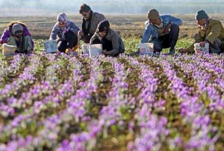 صادرات زعفران از مرز ۳۰۰ تن بالاتر می رود