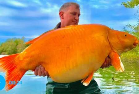 بزرگترین ماهی گلی دنیا در تور ماهی‌گیرافتاد!