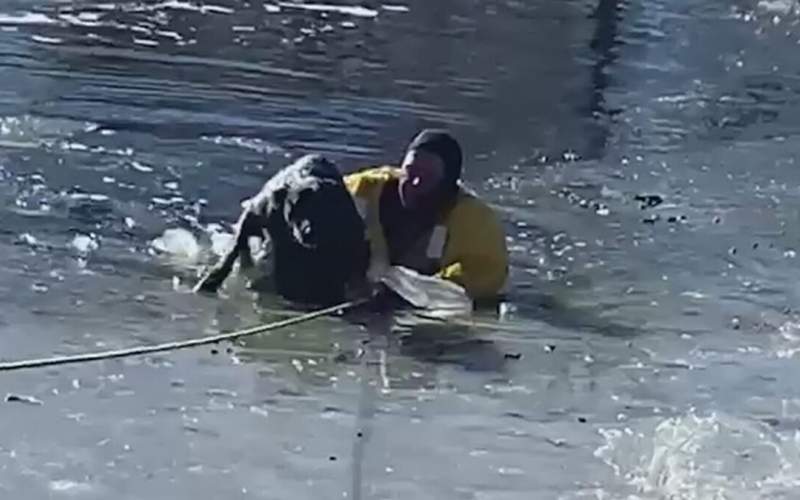 ویدئوی نجات یک سگ از برکه یخ‌زده