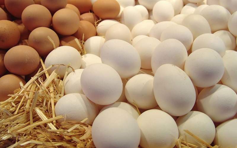 پشت پرده گرانی قیمت تخم‌مرغ در بازار