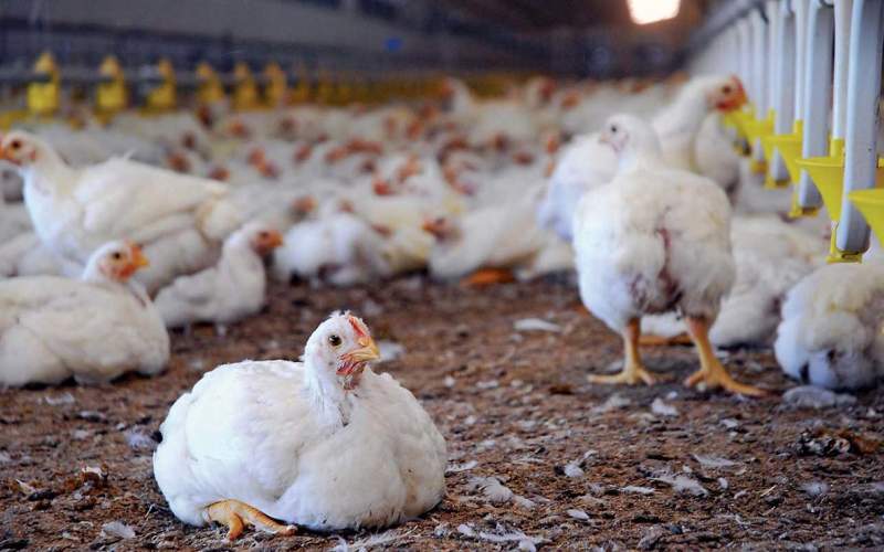 کشور با کمبود مرغ مواجه می‌شود؟
