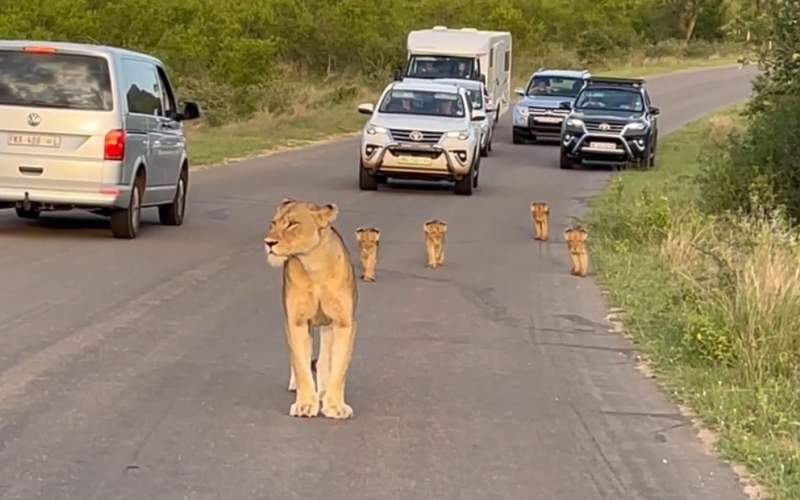 یک شیر و توله‌هایش ترافیک را مختل کردند!