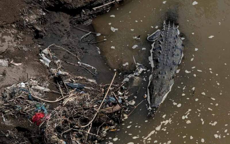 زندگی هیولای ماقبل تاریخ در رودخانه‌ پر از زباله