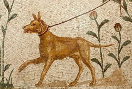 سگ‌ها از ۱۷ هزار سال پیش اهلی شده‌اند