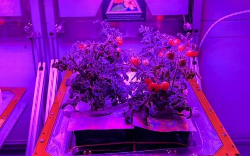 ناسا در ایستگاه‌های فضایی گوجه پرورش می‌دهد