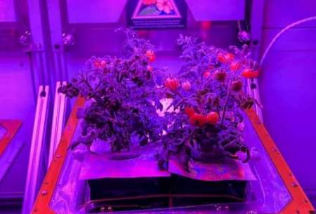 ناسا در ایستگاه‌های فضایی گوجه پرورش می‌دهد