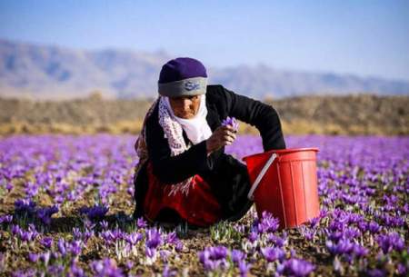 شورای ملی زعفران در قیمت‌گذاری نقشی ندارد