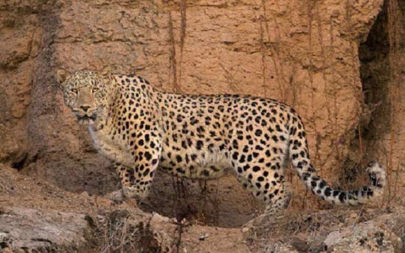 پلنگ‌ ایرانی، گربه‌سان در معرض خطر انقراض
