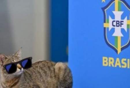 علت شکست برزیل: کارمای گربه!