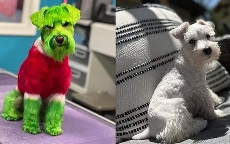 رنگ کردن یک سگ خانگی جنجالی شد!/فیلم
