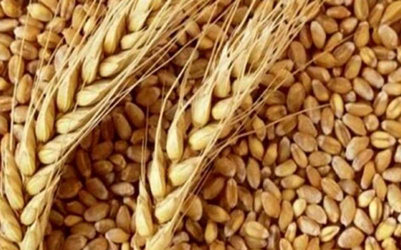 تولید قطعی ۱۱.۵ میلیون تن گندم در کشور