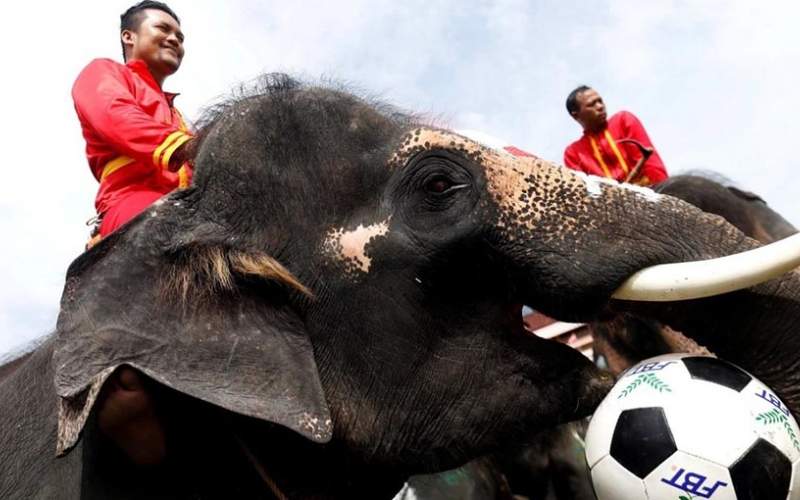 تب جام جهانی فوتبال با فیل‌ها بالا گرفت