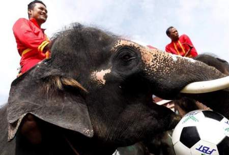 تب جام جهانی فوتبال با فیل‌ها بالا گرفت