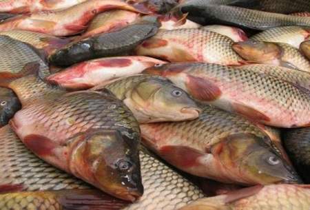 قیمت انواع ماهی در ۲۳ آذر ۱۴۰۱/جدول