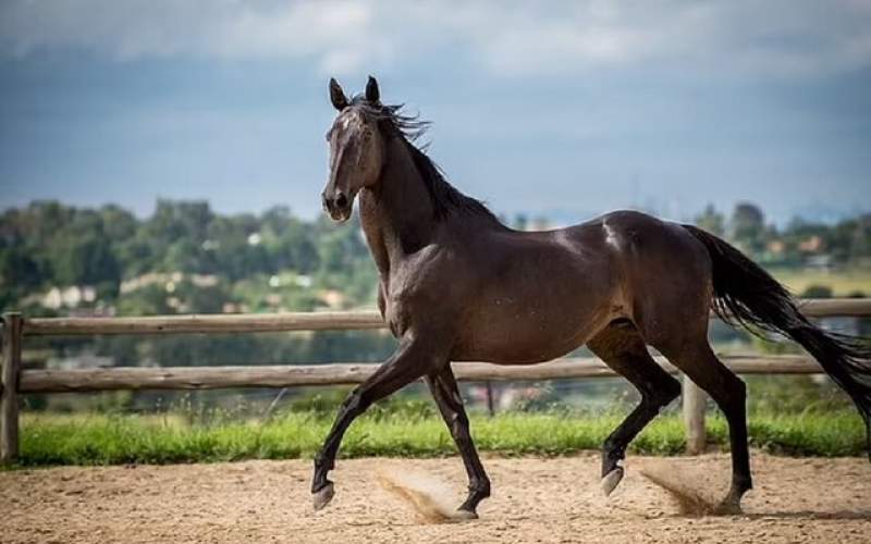 دانشمندان ژن اسب‌های مسابقه برنده را کشف کردند