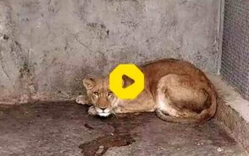 اولین فیلم از کشف یک شیر در باغ وحش خانگی