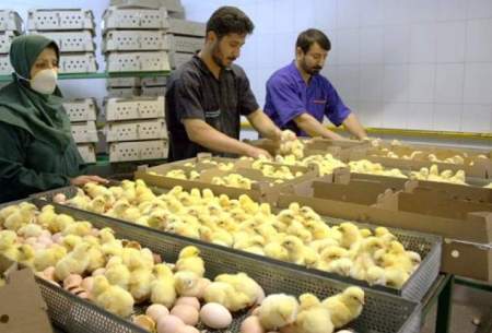 تولیدکنندگان مرغ انگیزه جوجه‌ریزی ندارند