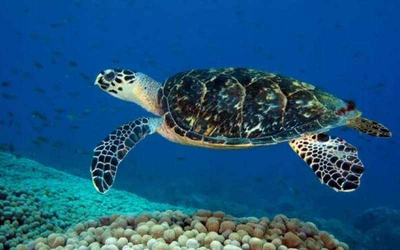 تور صیادان، کابوس لاک‌پشتهای دریایی کشور