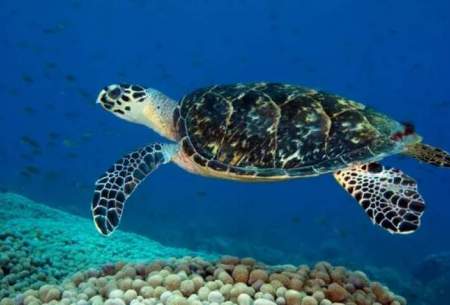 تور صیادان، کابوس لاک‌پشتهای دریایی کشور