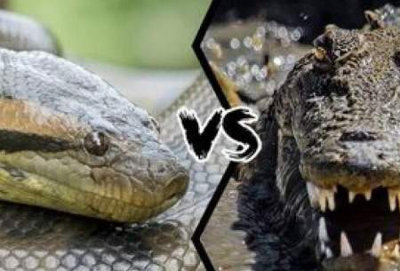 تمساح یک مار پیتون غول پیکر را کشت و بلعید