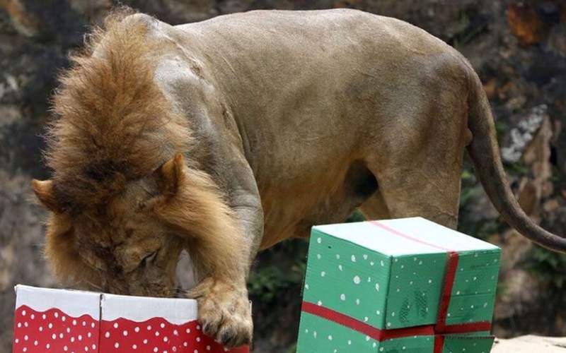 هدایای کریسمس برای حیوانات باغ وحش!