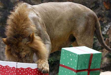 هدایای کریسمس برای حیوانات باغ وحش!