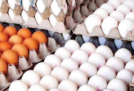 قیمت هر شانه تخم مرغ در بازار امروز