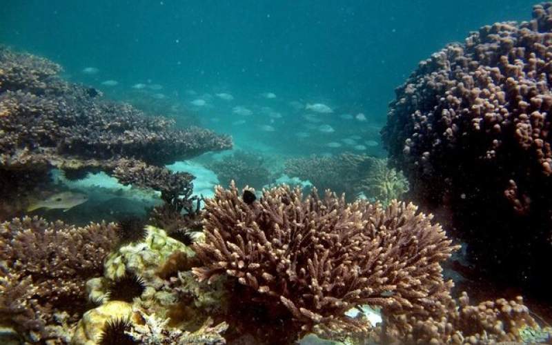 وضعیت سخت مرجان‌ها؛راه چاره چیست؟